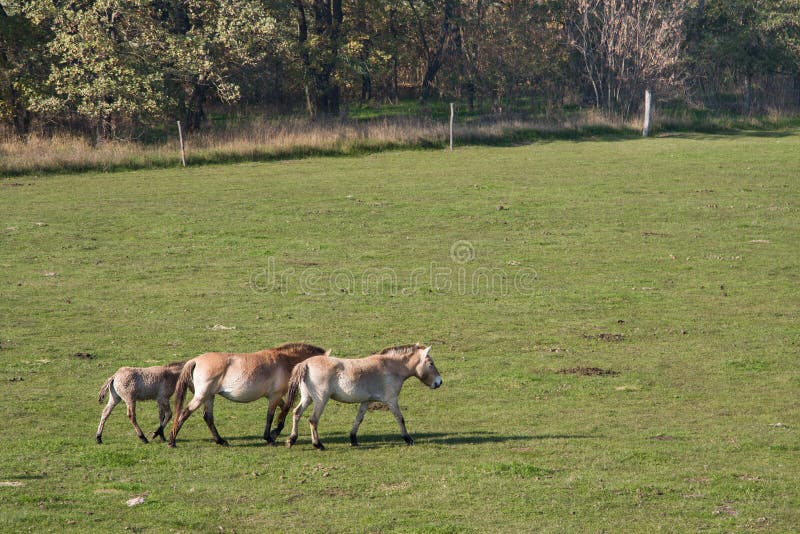 Chevaux sauvages dans la bruyère hongroise photos libres de droits Chevaux sauvages dans la bruyère hongroise photos libres de droits