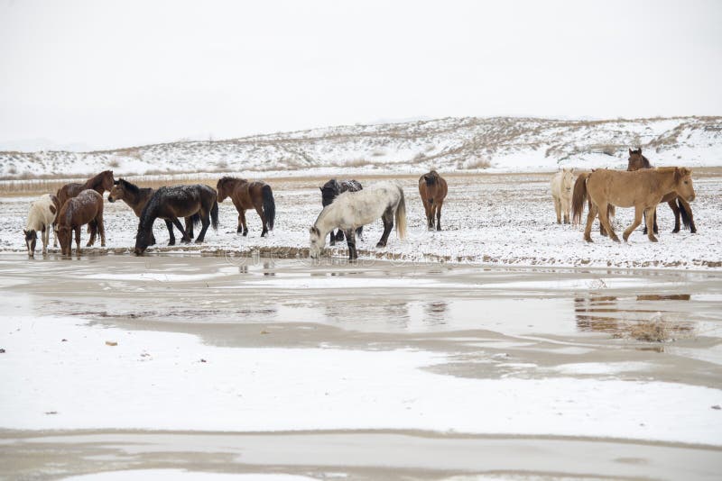 Chevaux à l'eau de rivière à l'Inner Mongolia en hiver image stock Chevaux à l'eau de rivière à l'Inner Mongolia en hiver image stock