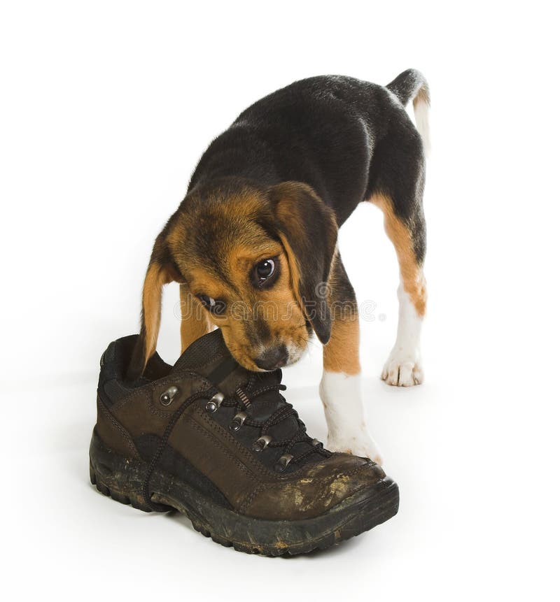 Chewing on a boot stock photo. Image of biting, airedale - 4531142