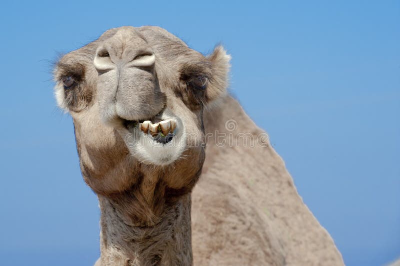 Tooth camel Fossil Collecting