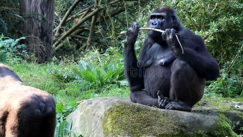 Chewing gorilla