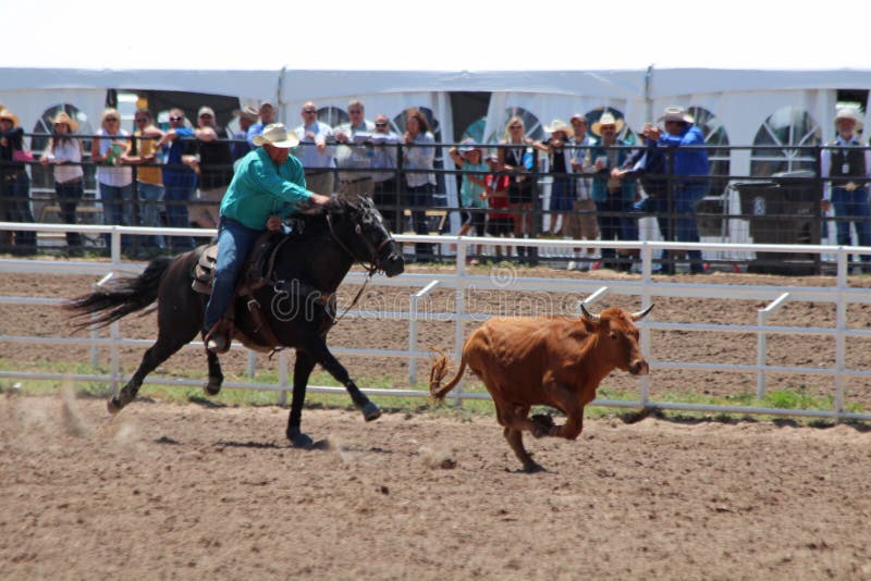 Cheyenne Frontier Days Rodeo 2013 royalty-vrije stock foto Cheyenne Frontier Days Rodeo 2013 royalty-vrije stock foto