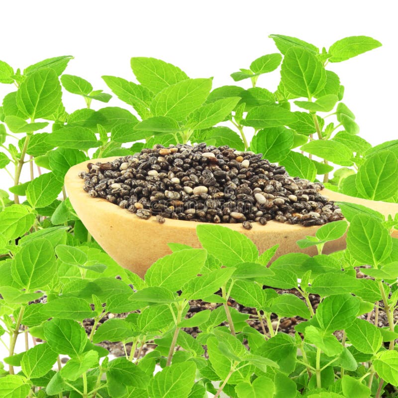 Chia-Samen im hölzernen Löffel mit chia Anlage im Reinweißhintergrund lizenzfreie stockfotografie Chia-Samen im hölzernen Löffel mit chia Anlage im Reinweißhintergrund lizenzfreie stockfotografie