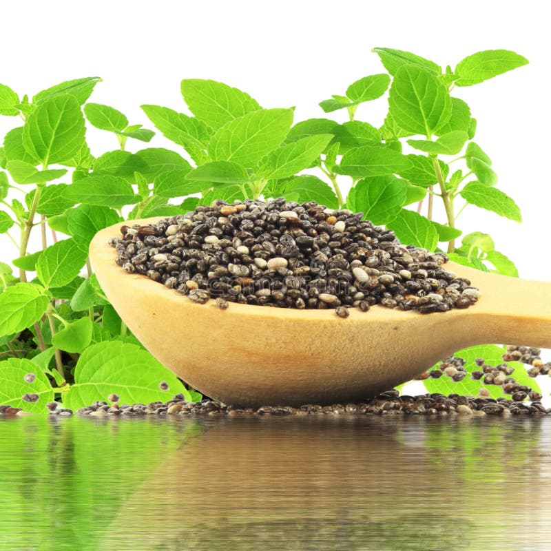 Chia seeds in wooden spoon with chia plant and water reflection