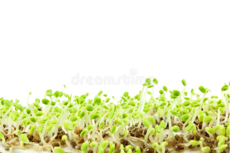 Chia semina la pianta di hispanica di Salvia recentemente che germoglia il primo piano crescente immagini stock Chia semina la pianta di hispanica di Salvia recentemente che germoglia il primo piano crescente immagini stock