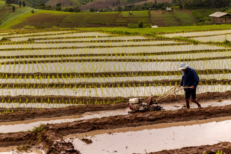 Chiang Mai, Thailand : 8 Oct 2016 Rice farmers on rice field on stock photography Chiang Mai, Thailand : 8 Oct 2016 Rice farmers on rice field on stock photography