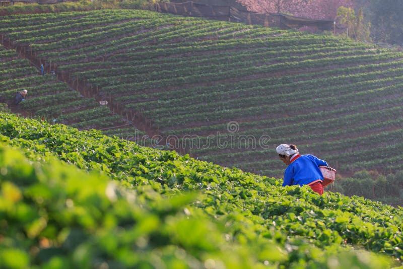 CHIANGMAI THAILAND - JANUARI 11: org för jordgubbebondeplockning fotografering för bildbyråer CHIANGMAI THAILAND - JANUARI 11: org för jordgubbebondeplockning fotografering för bildbyråer