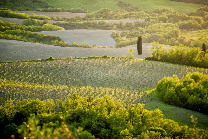 Chianti hills with vineyards and cypress. Tuscan Landscape between Siena and Florence. Italy royalty free stock photos Chianti hills with vineyards and cypress. Tuscan Landscape between Siena and Florence. Italy royalty free stock photos