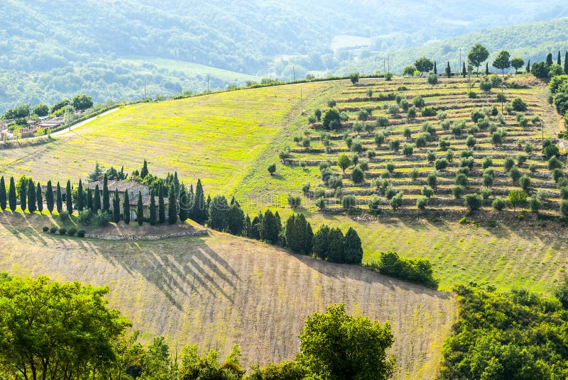 Chianti landscape near Radda, with cypresses and olive trees