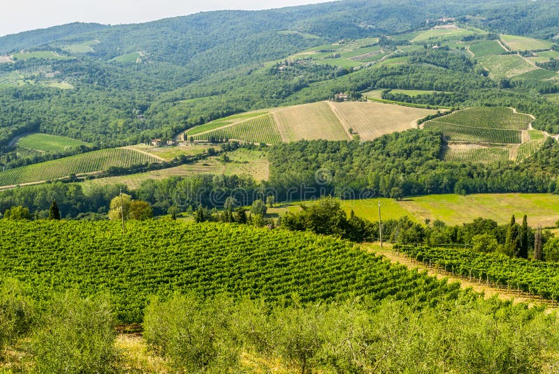 Chianti landscape near Radda, with vineyards and olive trees