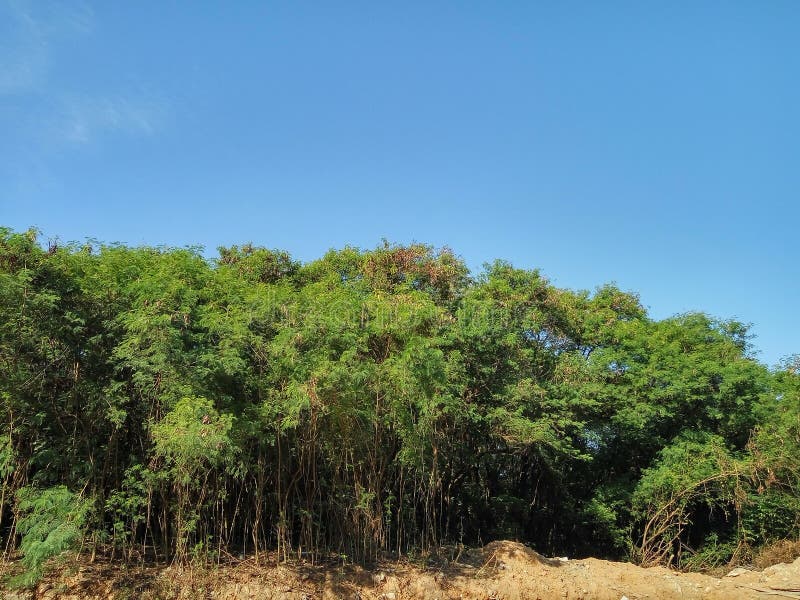 Chiari cielo blu ed alberi immagine stock