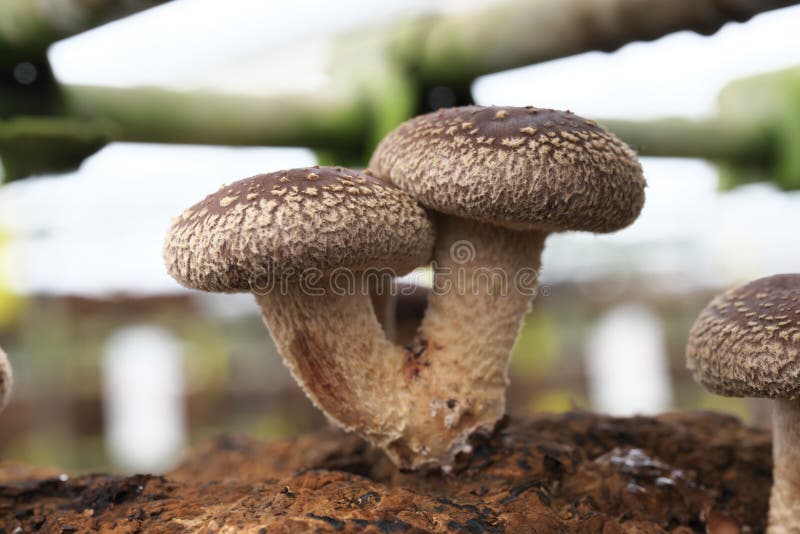 Shitake mushroom hi-res stock photography and images - Alamy