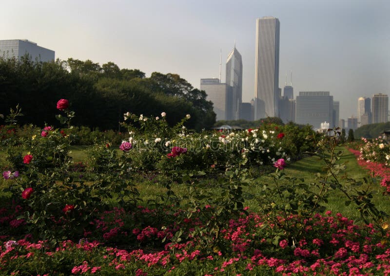 Chicago Blooms stock photo. Image of park, cityscape, landmarks 6385380