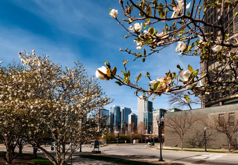 Chicago cityscape adorned with white spring blossom