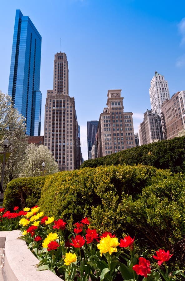 Chicago and tulips