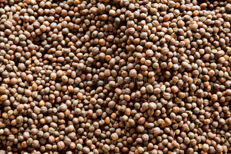 Chicchi di caffè freschi immagini stock libere da diritti Chicchi di caffè freschi immagini stock libere da diritti
