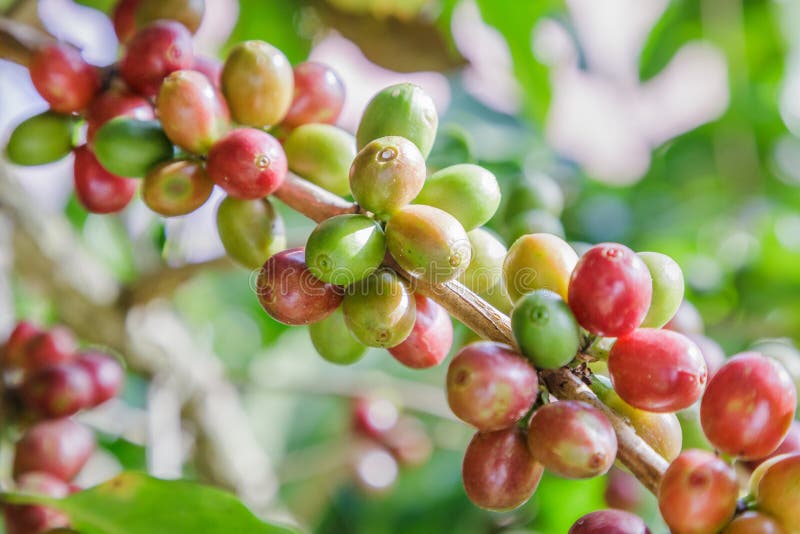 Chicchi di caffè verdi che crescono sul ramo chicco di caffè crudo sulla piantagione della pianta del caffè Chicco di caffè crudo immagine stock libera da diritti Chicchi di caffè verdi che crescono sul ramo chicco di caffè crudo sulla piantagione della pianta del caffè Chicco di caffè crudo immagine stock libera da diritti