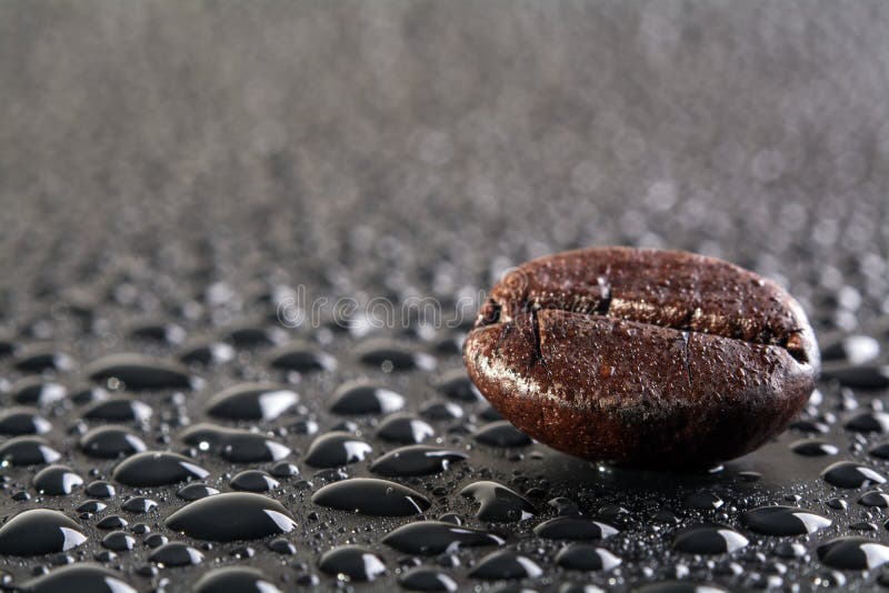 Macro shot of Coffee bean with water drop. Macro shot of Coffee bean with water drop