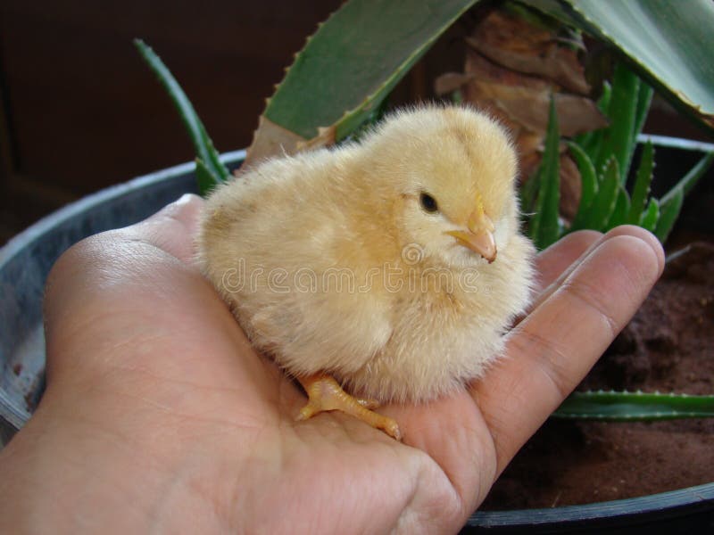 Chick , Chicken Cute Little Chick on the Hand. Baby Chicken , Baby Bird ,  Baby Animal , Newborn Stock Image - Image of animal, funny: 193873561
