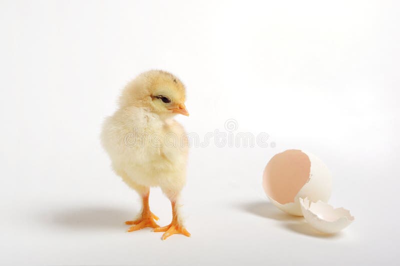 Chick and cracked egg