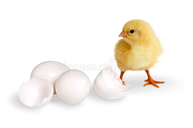 Chick and eggs