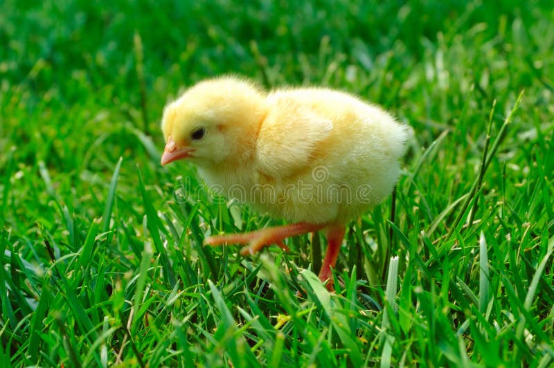 Chick on grass