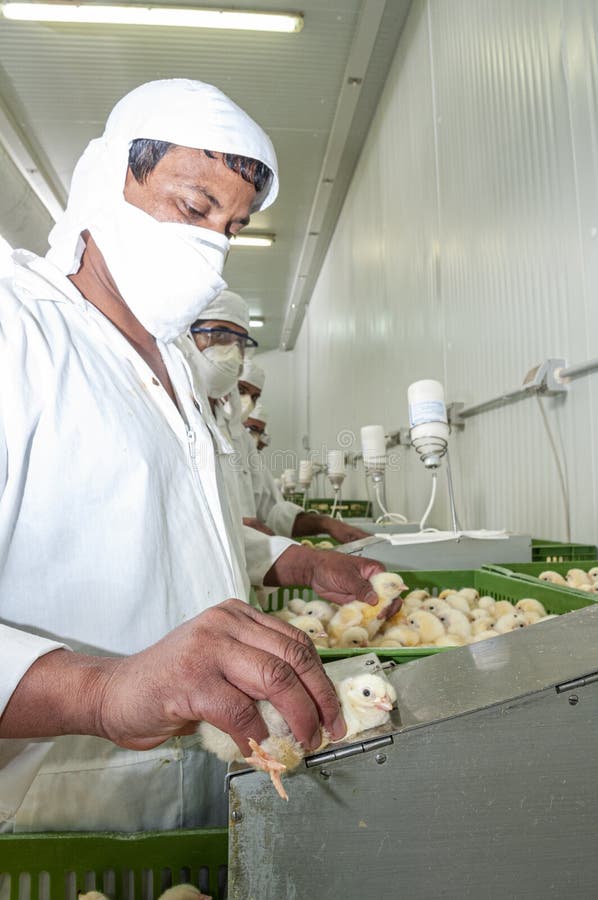 Chick Inspection in Poultry Farm Editorial Photo Image of broilers