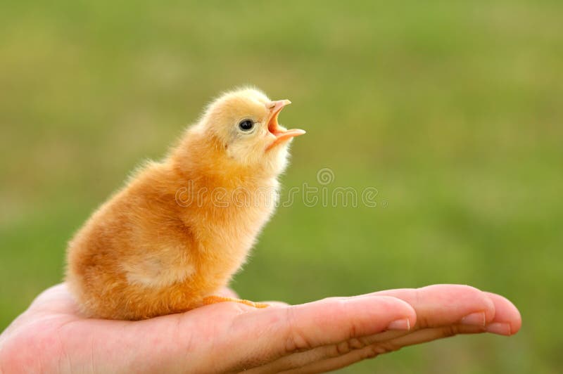 Chick new born