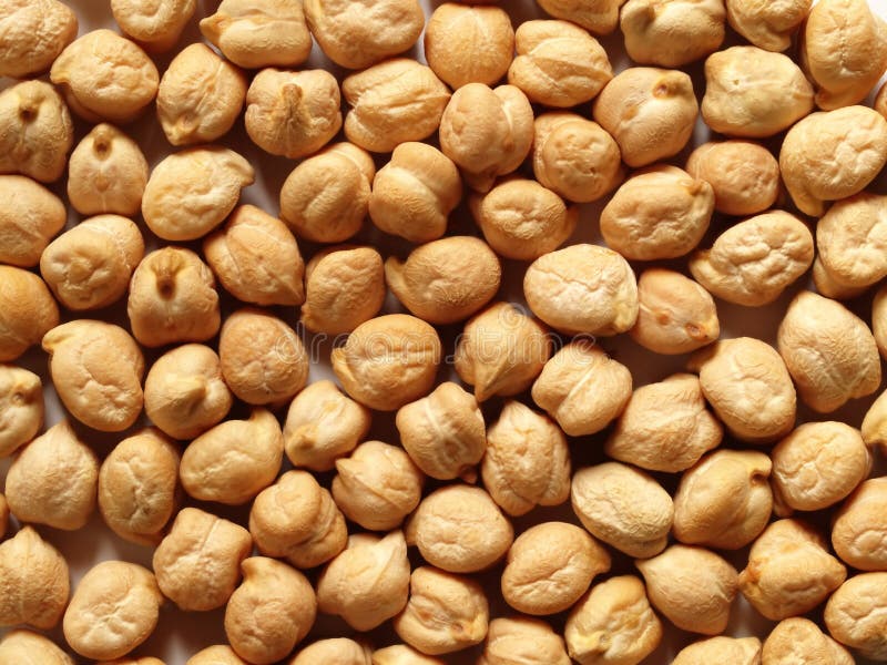Chick Peas or Garbanzo Beans Stock Image Image of vegetarian, legume