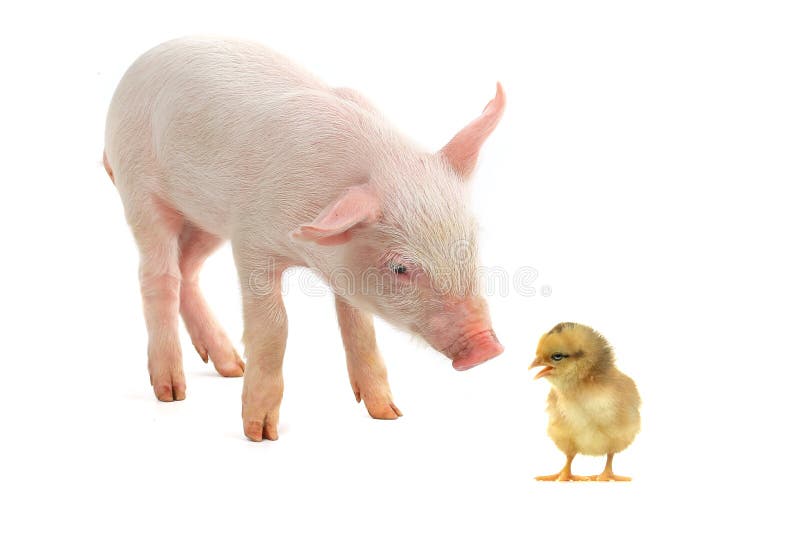 Chick and pig