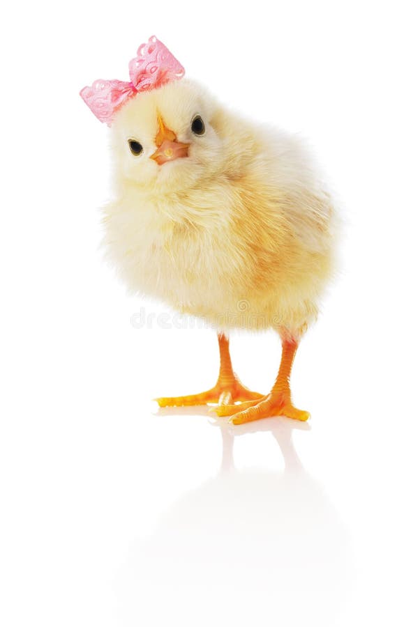 Baby chick s růžovými luk se dívá rovně.