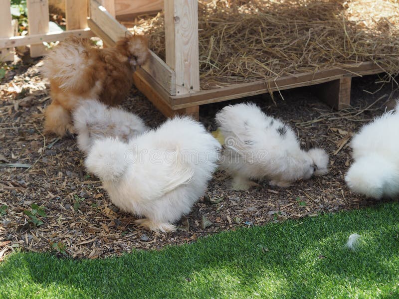 Chick Silkie Chicken fur is similar to a soft silk thread with a furry appearance, animal white and black