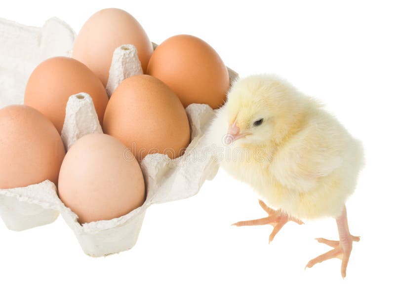 Chick standing near container with eggs