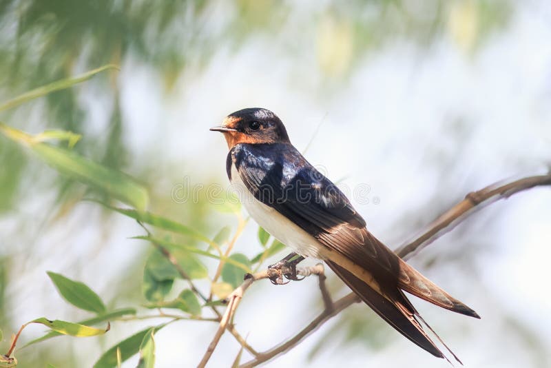 Chick swallows sitting on a branch