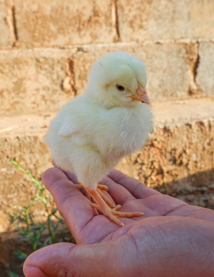 Chick trochę obrazy stock