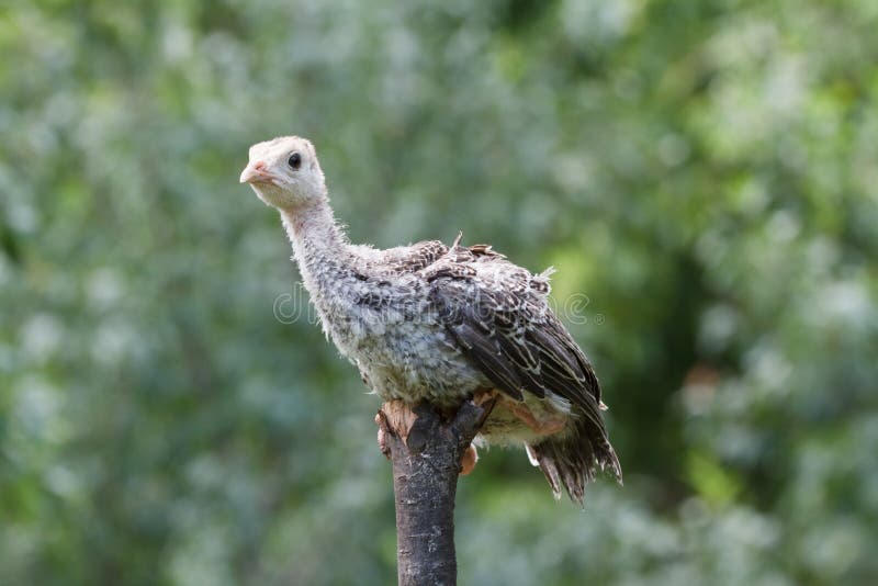 Wild Turkey Chick stock image. Image of gobble, baby 25278727