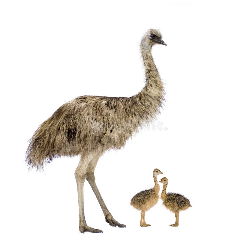 chick ugw ją chick ugw ją