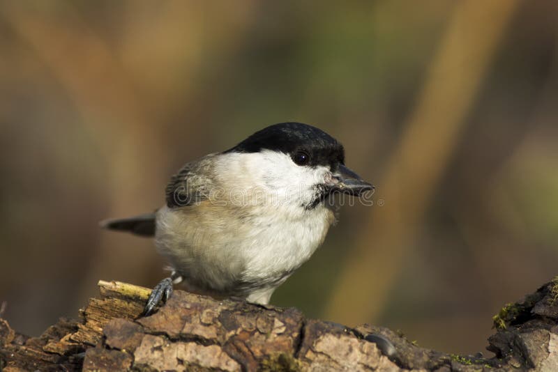 Chickadee