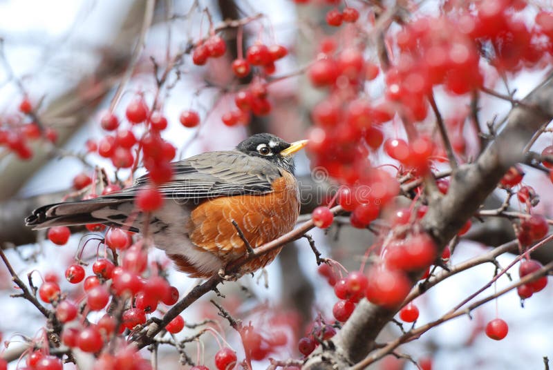 chickadee fotografia stock libera da diritti chickadee fotografia stock libera da diritti