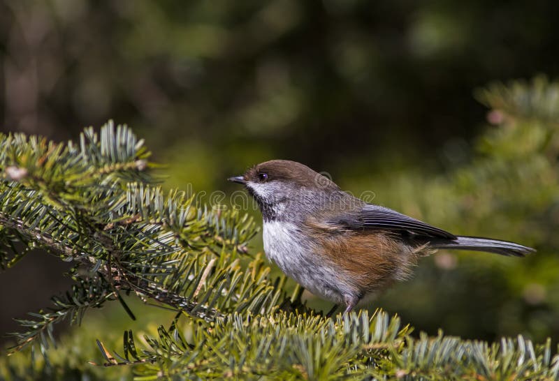 Boreal Chickadee perched on a Spruce Tree. Boreal Chickadee perched on a Spruce Tree