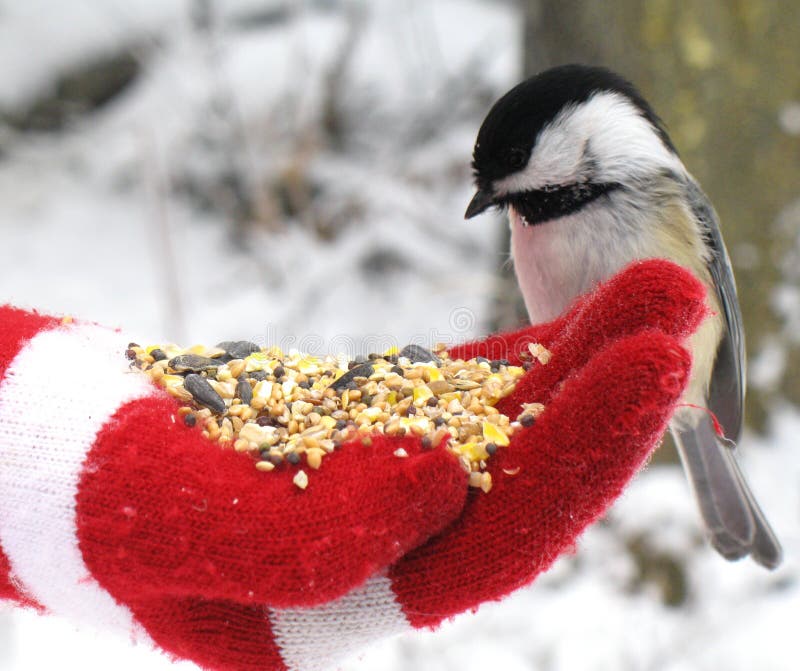 Chickadee Feeding