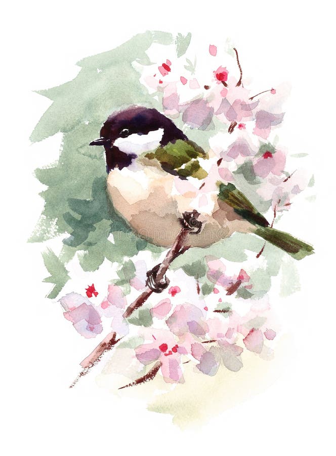 Chickadee för vattenfärgfågelmes på illustration för Cherry Blossoms Branch Hand Painted sommarvår vektor illustrationer