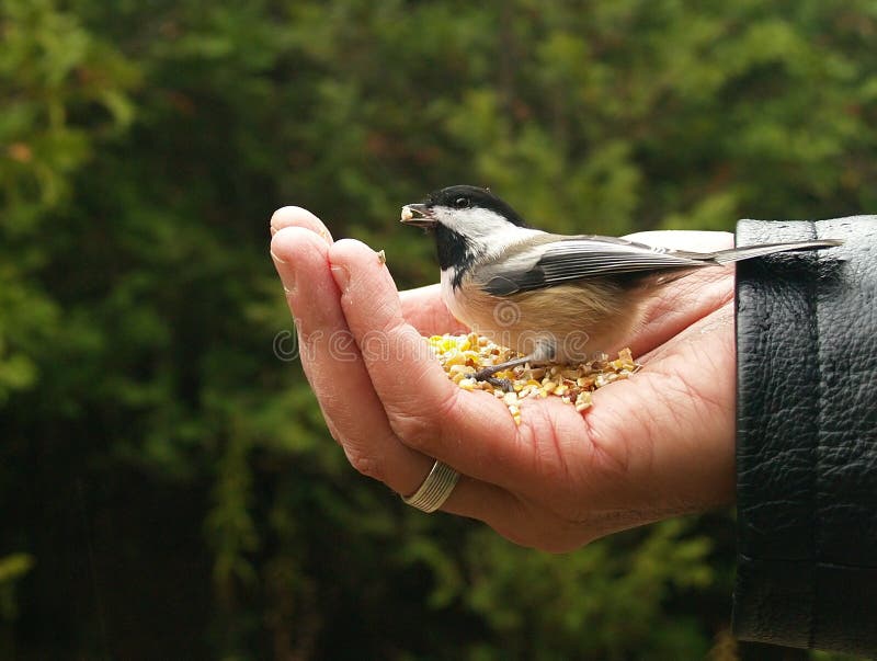 Chickadee Gets a Seed stock photo. Image of food, tame 3744864