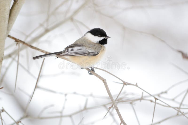 chickadee Nero-ricoperto fotografia stock chickadee Nero-ricoperto fotografia stock