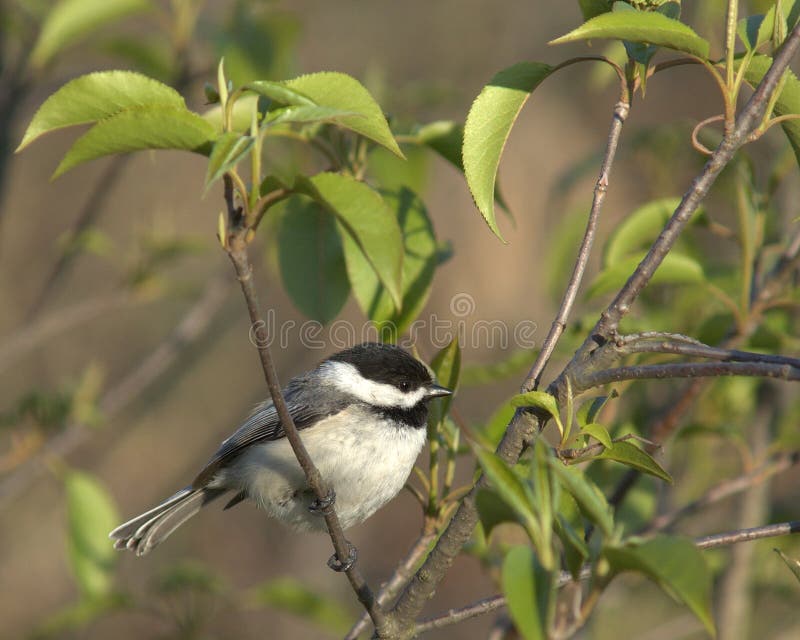 Chickadee Nero-ricoperto fotografia stock Chickadee Nero-ricoperto fotografia stock
