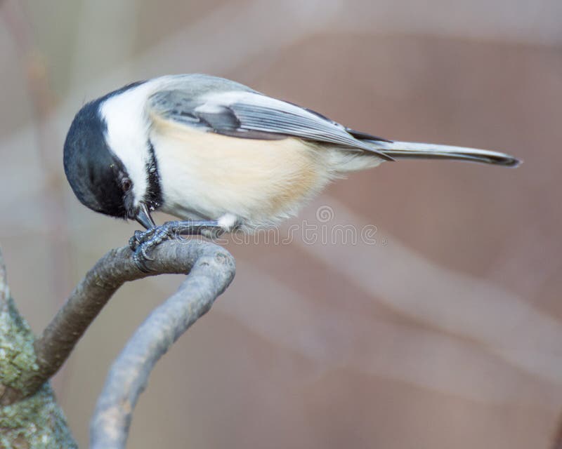 Chickadee Nero-ricoperto immagine stock Chickadee Nero-ricoperto immagine stock
