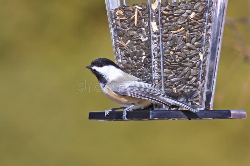 Chickadee Nero-ricoperto ad un alimentatore immagine stock Chickadee Nero-ricoperto ad un alimentatore immagine stock