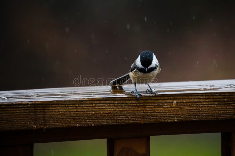 Chickadee in the Rain royalty free stock photo Chickadee in the Rain royalty free stock photo