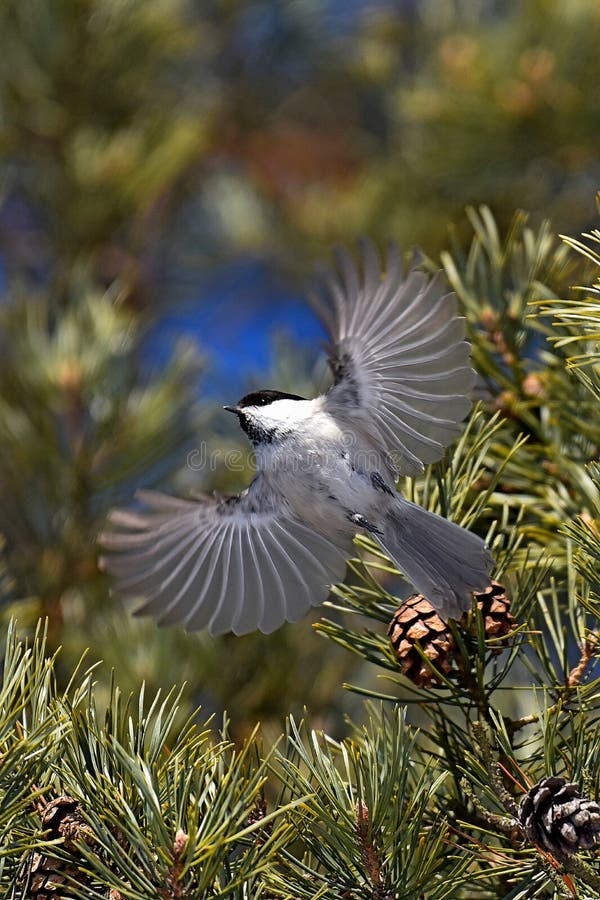 The Chickadee Spread Her Wings in Flight Stock Photo Image of branch