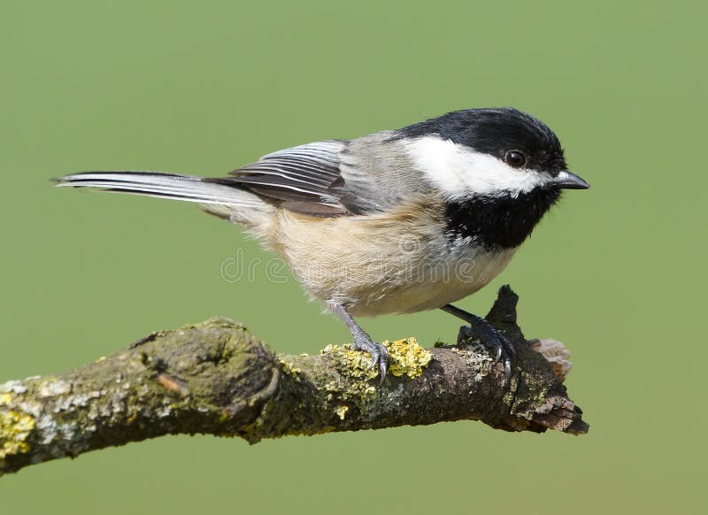 A small Chickadee isolated on a green background. A small Chickadee isolated on a green background